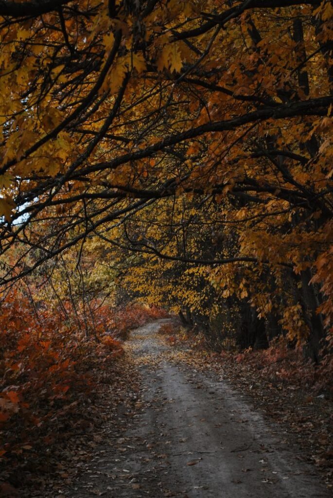A tranquil forest path lined with vibrant autumn leaves, showcasing nature's fall beauty.