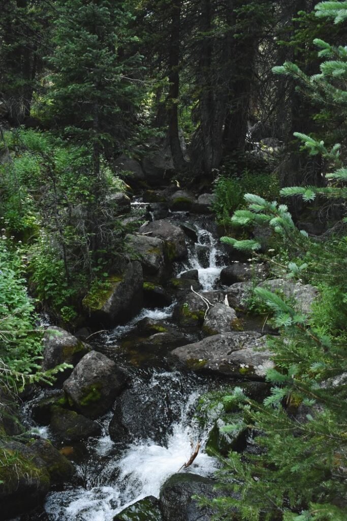 A serene mountain stream flowing through a lush evergreen forest in Red Cliff, Colorado.
